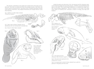 Morpho: Mammals
