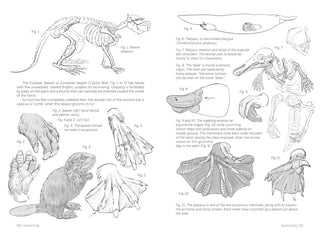 Morpho: Mammals