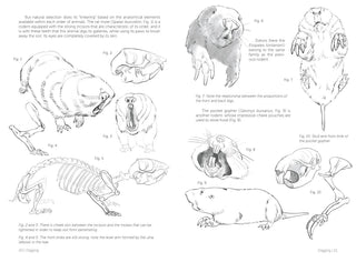 Morpho: Mammals