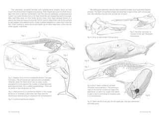 Morpho: Mammals