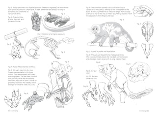Morpho: Mammals