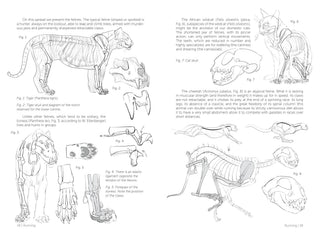 Morpho: Mammals
