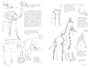 Morpho: Mammals