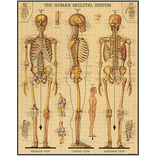Skeletal System / 1000pc Vintage Poster Puzzle / Cavallini